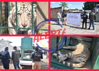 Rescata FGE ejemplar de tigre de bengala cachorro durante cateo en Ecuandureo