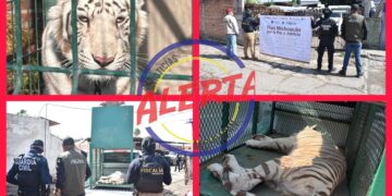 Rescata FGE ejemplar de tigre de bengala cachorro durante cateo en Ecuandureo